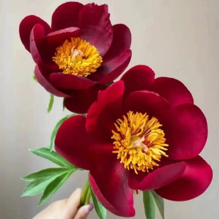Bright red peony flower