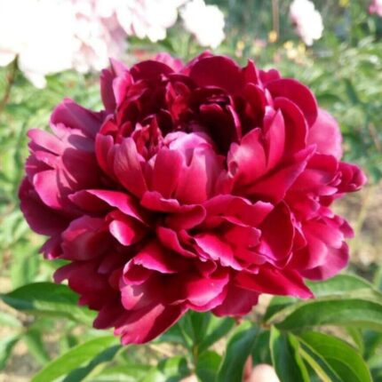 Deep crimson red peony in full bloom