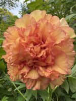 Coral and apricot tree peony bloom with heavily ruffled petals