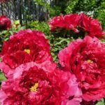 Deep magenta tree peony flowers with golden centres and ruffled petals
