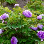 Purple tree peony shrub covered in double blooms and buds