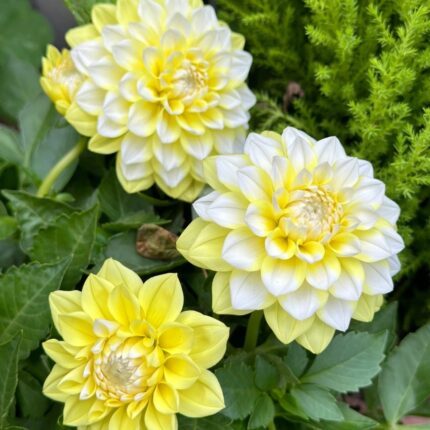 Cream white dahlia flowers in the garden